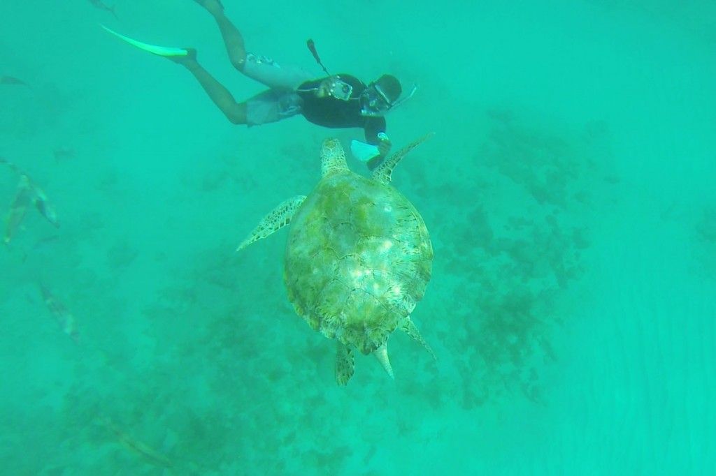 A giant sea turtle swims up to our guide Roddy