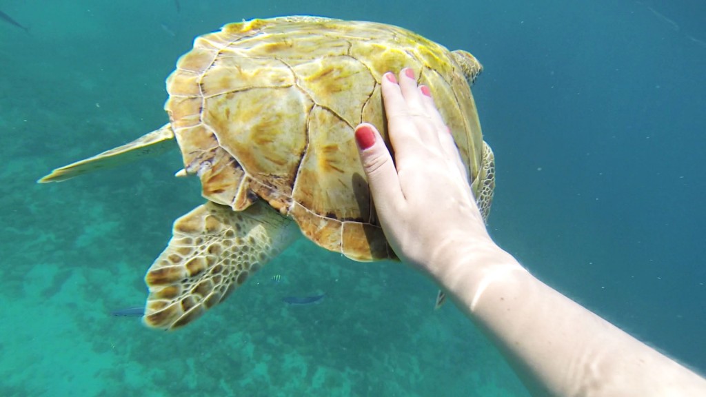 Reaching out to touch a turtle