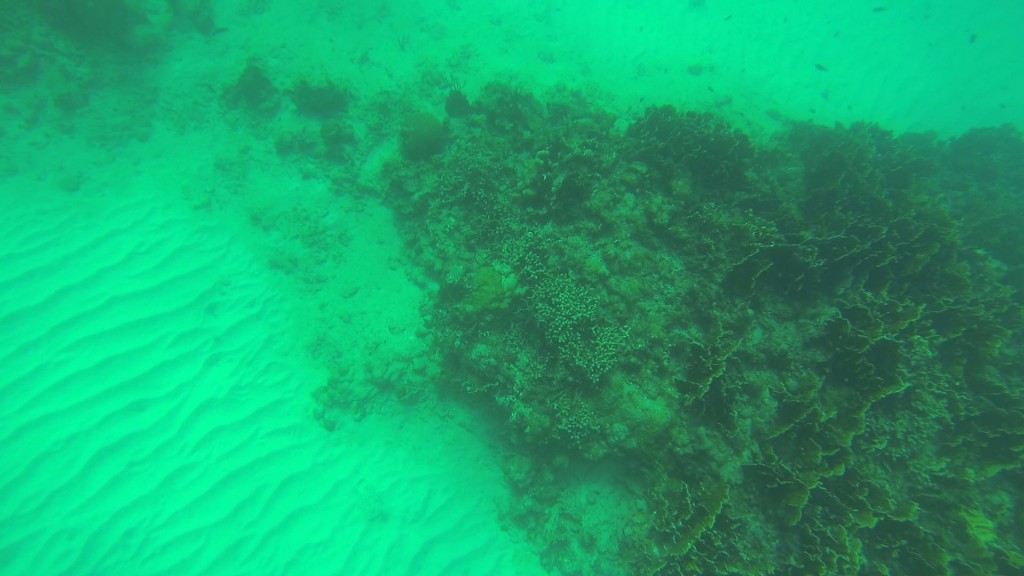 Coral close to the shipwreck