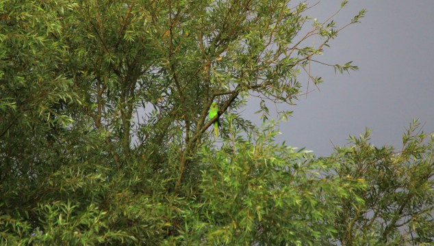 A Rose-ringed Parakeet perched on a branch